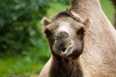 Kamel (37 von 108).jpg